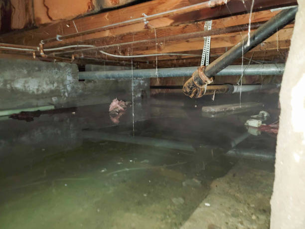 Best Water damage contractors near me  in Jacobus, PA